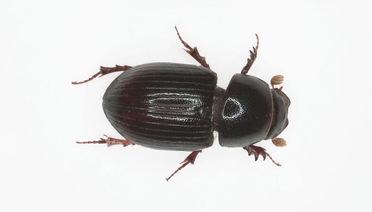 A dark dung beetle with a black head and pronotum. The wing casing (elytra) is a very  glossy dark brownish black. The legs appear reddish. The head is densely punctate. The scutellum forms a pentagon up close. The scutellum is small, roughly 1/10th to 1/8th the length of elytra. The beetle is approximately 3-6 mm in length.