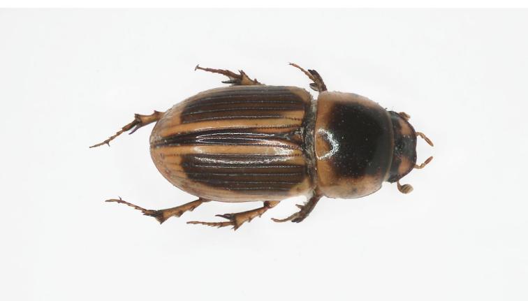 A multi-toned brown dung beetle. There are two lighter tannish lines that run vertically down the wing case (elytra) where the wings open up. Towards the edges of the elytra, the coloring becomes much darker. The top of the pronotum appears dark brown and the edges a lighter tan brown. The pronotum is sparsely punctate and shiny. The head is dark but the top two triangle shaped corners are orange. The legs are a transparent reddish tan. The scutellum is small. The beetle is 3.5-5.8 mm in length.