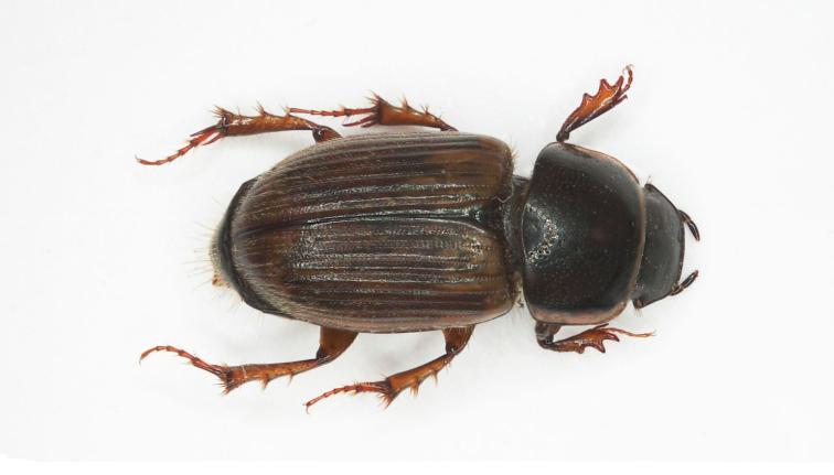 A brown dung beetle. The head and pronotum are medium brown. The pronotum has a yellowish tan edge along the perimeter. The elytra is ribbed with alternating yellow brown. The legs are translucent and reddish brown. The entire beetle is approximately 5.0 to 6.0 mm in length. 
