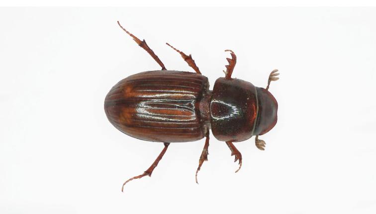 A very tiny reddish-brown dung beetle. The entire body is shiny and reddish-brown with yellowish edges. The legs are the same color as the rest of the body although slightly more transparent. The elytra have areas of lighter tan that often form a V shape pointing towards the posterior end. The beetle is approximately 3.0 to 5.0 mm in length