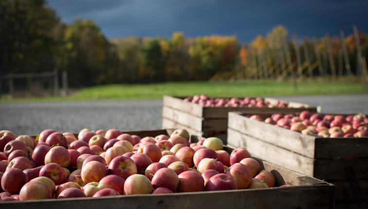 Three apple crates full to the top with ripe apples placed in a gravel area
