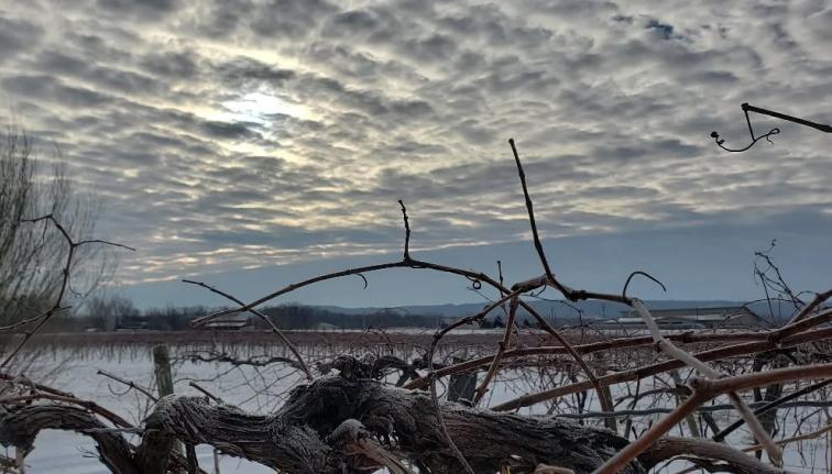 Grape vines covered with frost