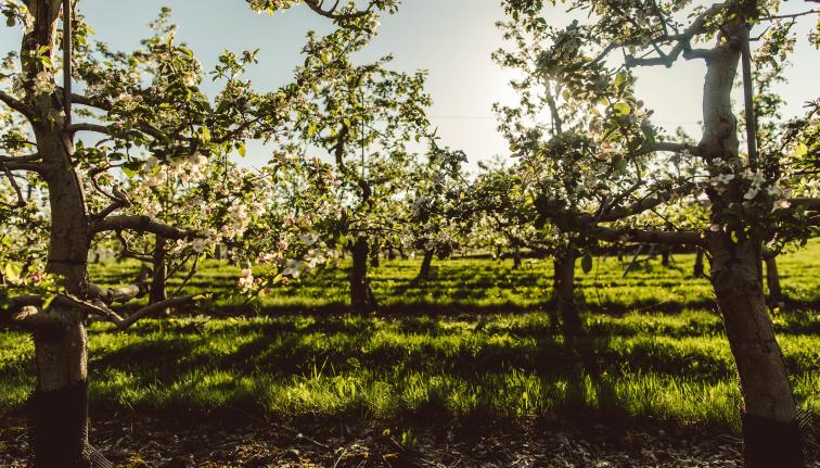Apple trees in an orchard with sunlight rays streaming towards the camera