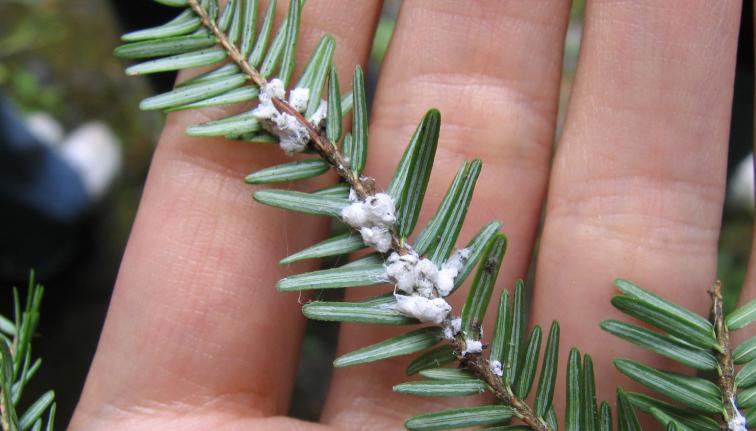 The underside of a hemlock branch lying across an open palm, the hemlock has a white, fuzzy substance on the underside.
