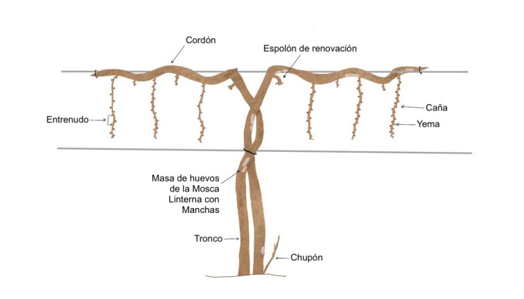 Una gráfica que muestra una vid podada sobre un emparrado, con marcadores que identifican las cañas (sarmientos), yemas, entrenudos, espolones de renovación y otras partes de la vid, así como las ubicaciones de una masa de huevos de la mosca linterna con manchas en la base del tronco.