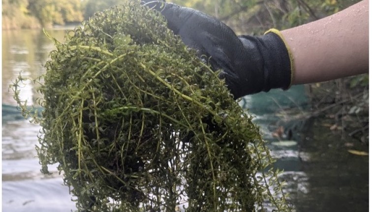 Photograph of a green seaweed-like aquatic vegetation called hydrilla being held by a gloved hand just above water.