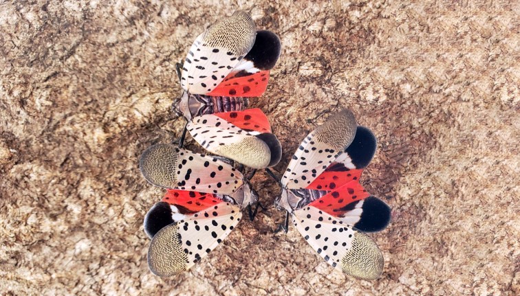 Un grupo de tres moscas de color gris claro y rojizo con manchas negras en las alas, reposando en el tronco de un árbol