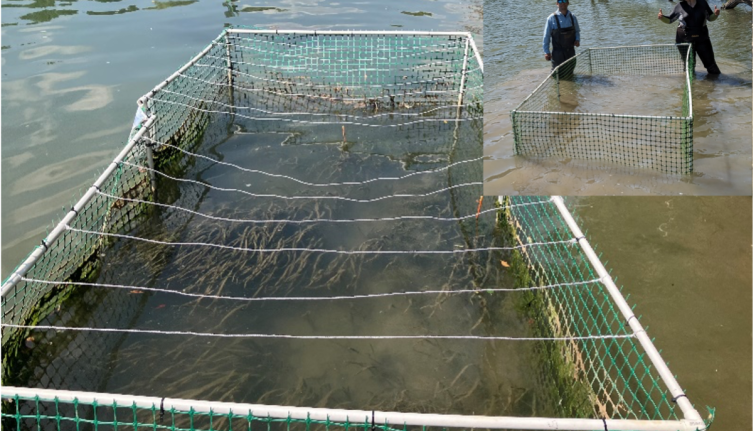 Photograph of a fenced in portion in a river with plants growing inside the fenced area.