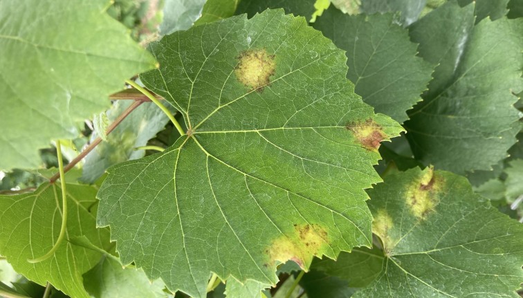 Hojas verdes de vid con algunas manchas amarillas y cafés en la superficie.