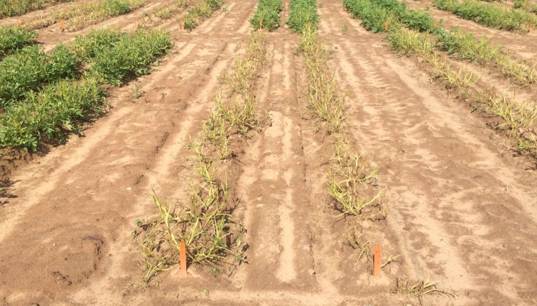 Control plot for colorado potato beetle field trial showing several completely defoliated and withered potato plants.