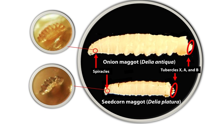 A comparative diagram of the onion maggot and the seedcorn maggot, with key anatomical features like spiracles and tubercles labeled. Magnified insets show close-up details of the posterior spiracles for each species to aid in identification