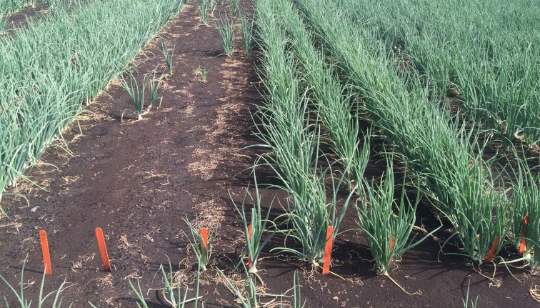 A side-by-side comparison in an onion field showing the effectiveness of insecticide seed treatments against maggot damage. The rows on the left, which were not treated, show a sparse stand with many visible gaps where plants have died. In contrast, the rows on the right, which were protected by the insecticide seed treatment, are dense and uniformly full of healthy onion plants