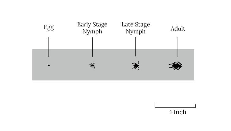 A size comparison of the life stages of the tarnished plant bug including egg, early stage instar, late stage instar,, and adult. The shapes are all black. The egg is the smallest. The instars have 6 visible legs, long antenna, and a short body. The late stage nymph looks very similar except that the body is thicker and the legs are longer. The adult pictured has a much wider and longer body with longer legs.