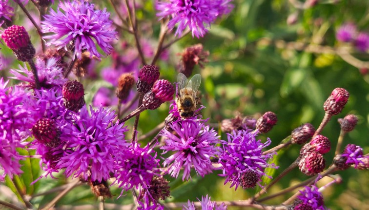 a bee on purple flowers