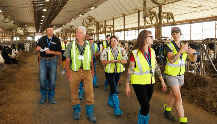 a group of people walk through a cow barn