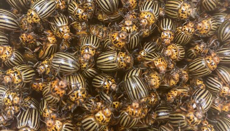 Masa de adultos de escarabajo de la papa.