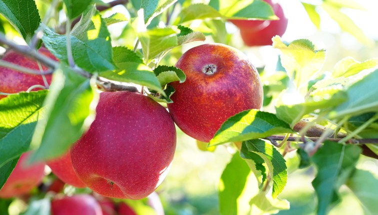 Red apples on a tree