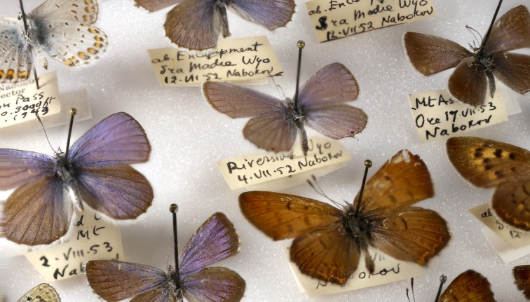 Nabokov butterflies