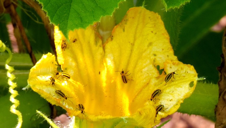 About 10 striped cucumber beetles forage and feed on an open cucurbit flower. 