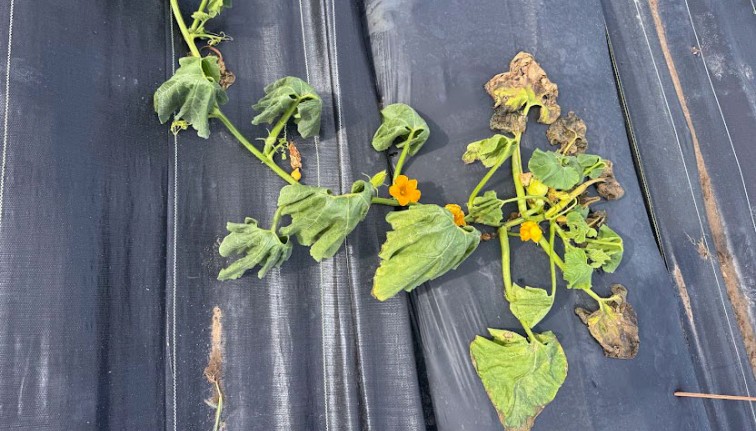 Melon plant showing the full-vine wilting that is characteristic of bacterial wilt. 