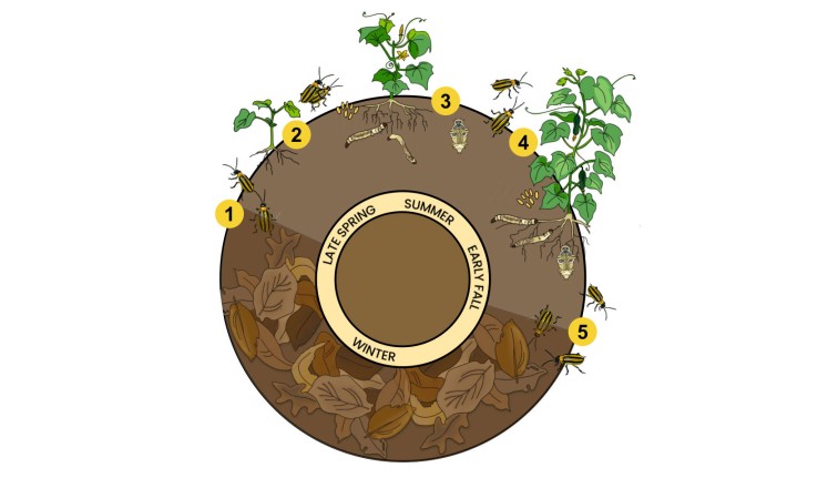 A circular diagram with a brown and tan color theme illustrating five numerically labelled stages of the striped cucumber beetle's life cycle ranging along the perimeter of the diagram from late spring to early fall. Each stage contains an artist's rendering of two or more striped cucumber beetles in their various life stages.