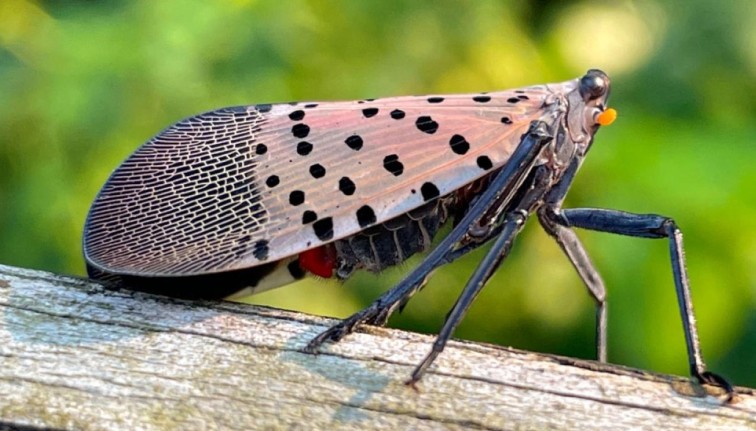 Spotted lanternfly invasive pest on wood