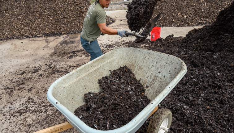 Man shoveling compost in to a wheelbarrow from mounds of compost
