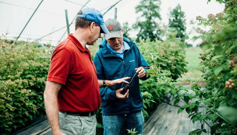 Research specialists examining a strawberry plant 