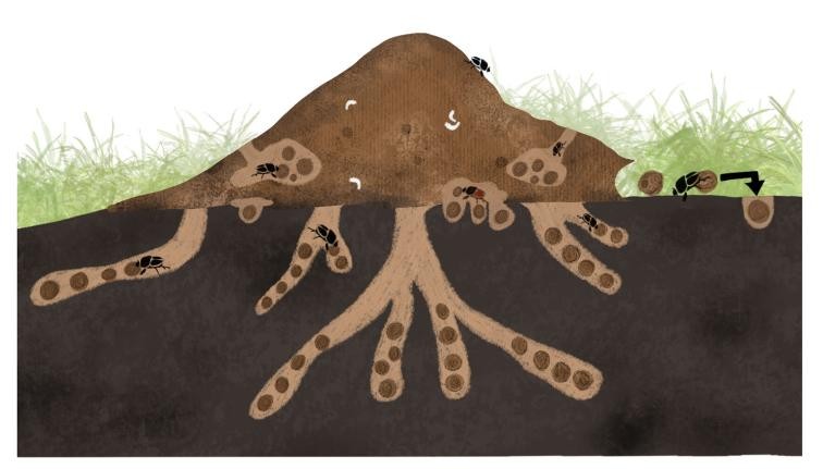 Dung beetle lifestyle illustration