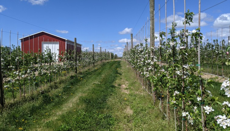 apple orchard in spring with blossoms. A barn is in the background.