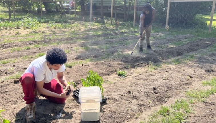 man planting pepper seedlings