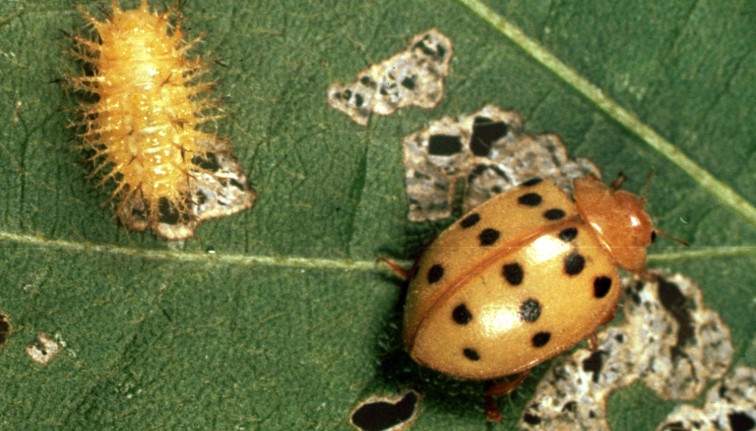 MBB larva and adult on a bean leaf. The adult beetle at the top has an amber color with 16 black spots on its back. The larva is below the adult. It has a yellow color with a prickly appearance. 