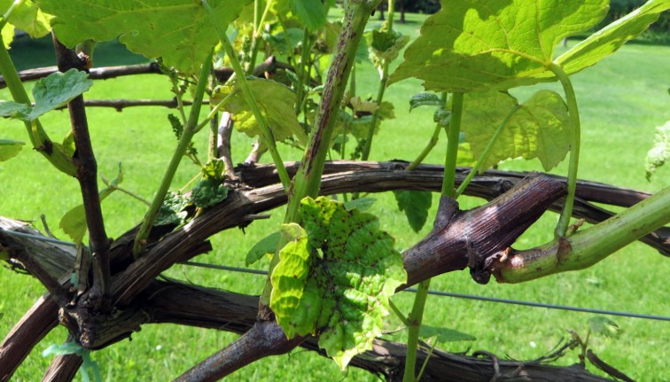 Close up of phomopsis on grape rachis and leaves in a vineyard. Rachis and leaves on plants have black, speckled fungal lesions. 