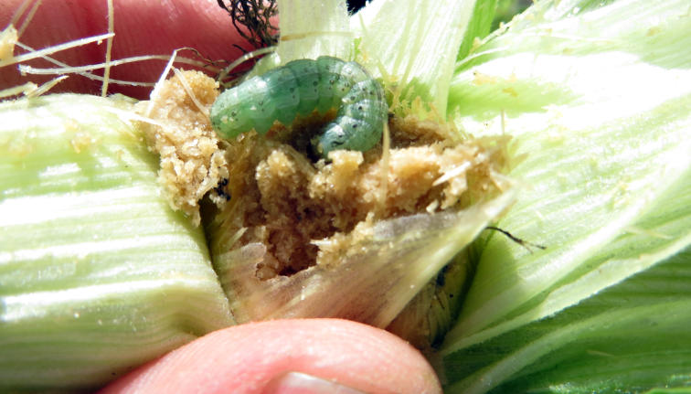 Green CEW larva that is about the length of a quarter in the tip of an ear of corn. The tip of the corn ear has brown sandy frass from CEW feeding. 