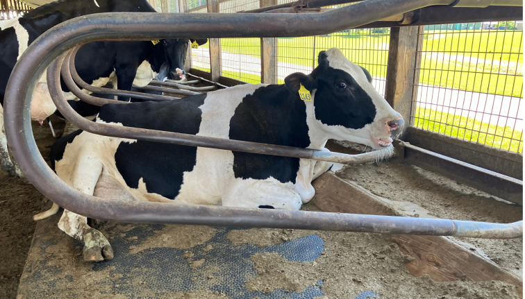 holstein laying on sand bedding