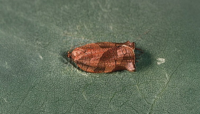 Pictured is an adult obliquebanded leafroller, viewed from its back. Its wings consist of multiple segmented shades of brown with the center of its wing showing its distinct diagonal band of dark brown