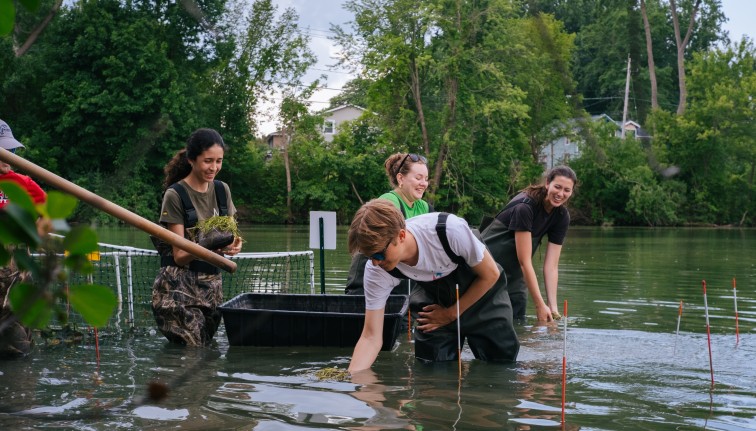 Photograph of a group of students in waders standing waist-deep in a small river planting aquatic plants.