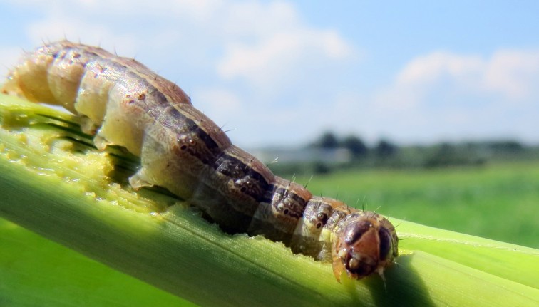 A FAW larva about the length of a quarter resting on a corn husk. The larva has a dark colored head marked with an inverted, pale “Y” between its eyes. 