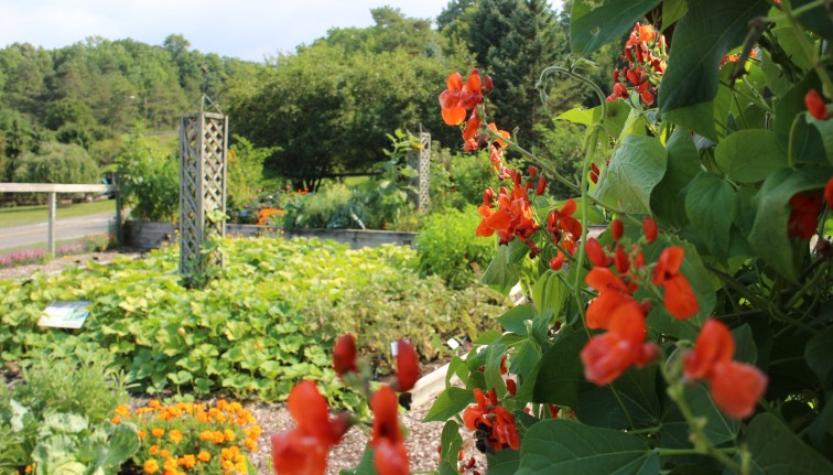 Red flowers in a garden.