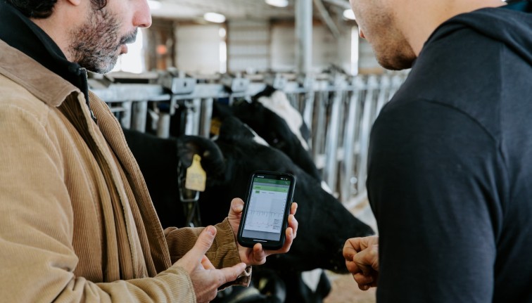 two men stand in a cow barn and look at data on a phone 