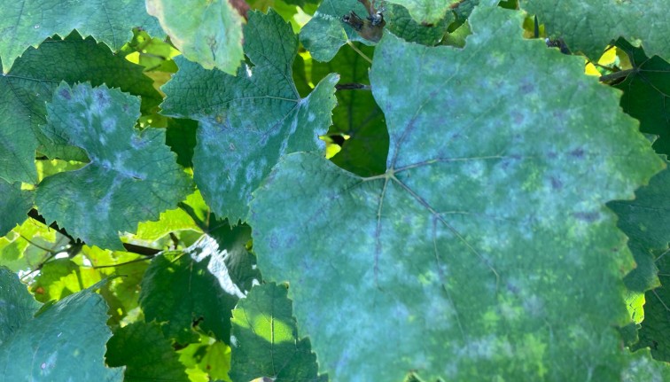 Hojas verdes de vid con un brillo gris blanquecino visible en la superficie