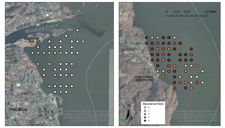 Satellite photo of north and south Esopus with points showing a vegetation survey and abundance found at each point.