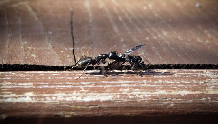 Two black carpenter ants carry a wild bee carcass across a brown wooden deck