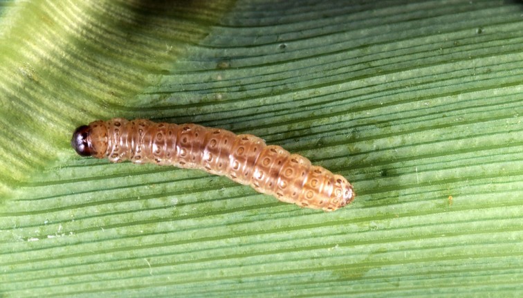 Oruga de color marrón sobre una mazorca de maíz sin cáscara. Presenta una cápsula en la cabeza de color marrón oscuro a negro y un cuerpo completamente desnudo, sin la presencia de pelos o espinas visibles.