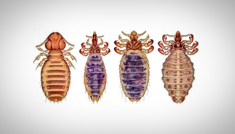 Microscopy imaging (top-down) of four lice species arranged side-by-side, adjusted to the same size. The first louse is reddish-brown and has a relatively large head and backswept antennae. The second is thinner than the rest and medium brown with a narrow head and antennae extending sideways. The third is also medium brown and has the largest abdomen and antennae that extends forward. The fourth is lighter brown and has ridges along the side of the abdomen and antennae extending sideways. 
