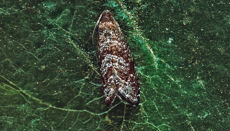A close-up of an adult Oriental Fruit Moth, showing its distinguishing gray-brown salt-and-pepper pattern on its wings. Its antennae are oriented backwards roughly the length of one third of the body.
