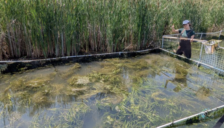 Photograph of a large submerged fence with aquatic plants in the center and a person standing outside of it holding a large net.