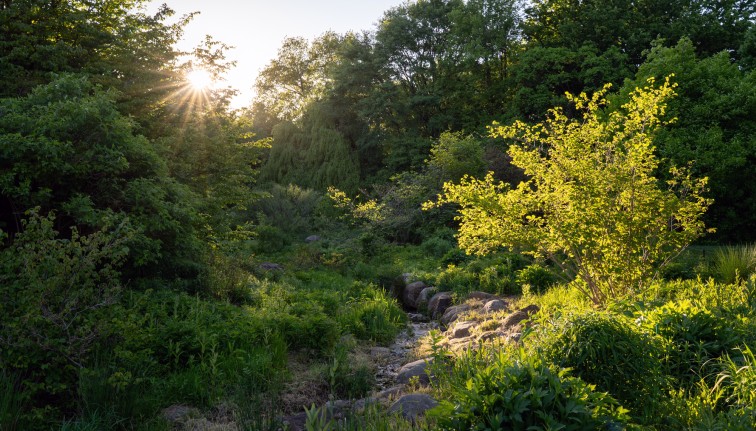 A small clear creek running through a sunny clearing amongst tall leafy trees, at late afternoon, viewed from about 5 feet above the ground.