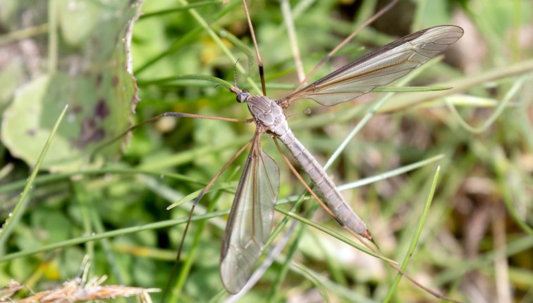 A live adult female Tipula oleracea sitting on top of long grass blades in a weedy field outdoors under bright sunshine.