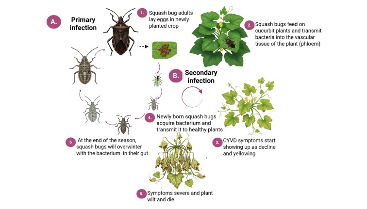 Diagram illustrating cucurbit yellow vine disease transmission. Primary infection: an adult squash bug is shown laying eggs on a leaf, then feeding on a healthy green plant to transmit bacteria. Secondary infection cycle: nymphs hatch, grow through several stages, acquire the bacteria, and spread it. Plant illustrations show the disease progression from a yellowing, declining plant to a severely wilted, brown, dead plant. Finally, adult bugs overwinter with the bacteria to restart the cycle.